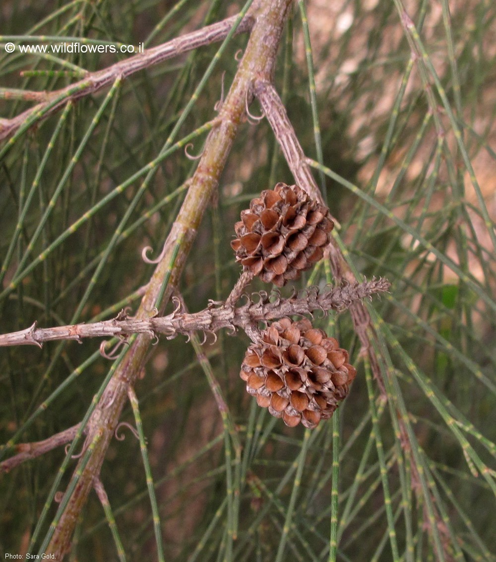 Allocasuarina torulosa