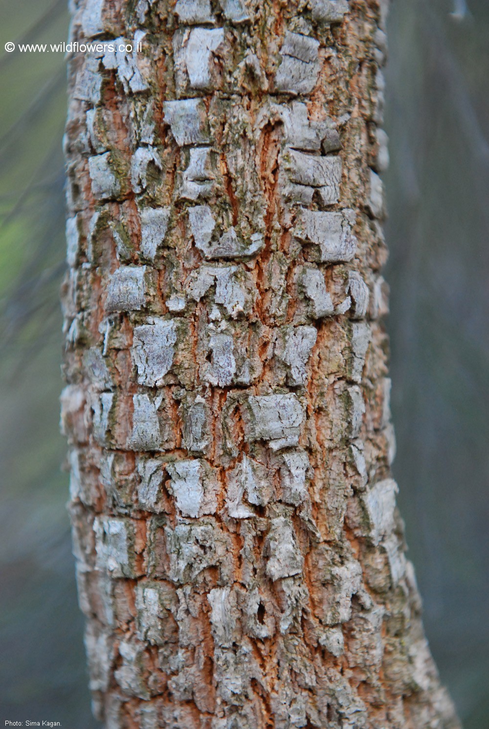 Allocasuarina torulosa