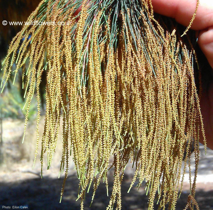 Allocasuarina torulosa
