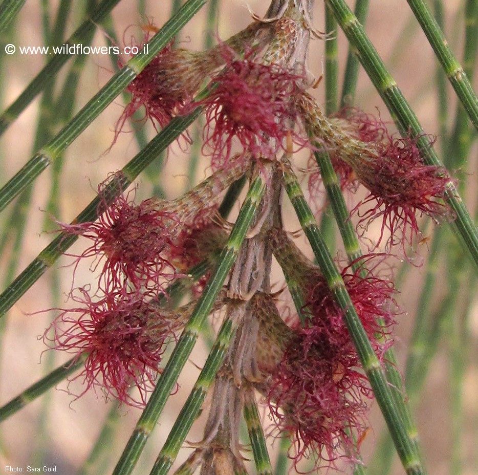 Allocasuarina torulosa