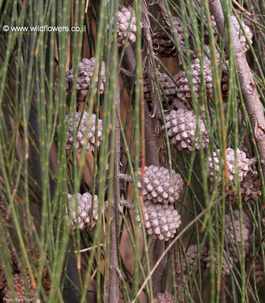 Allocasuarina torulosa