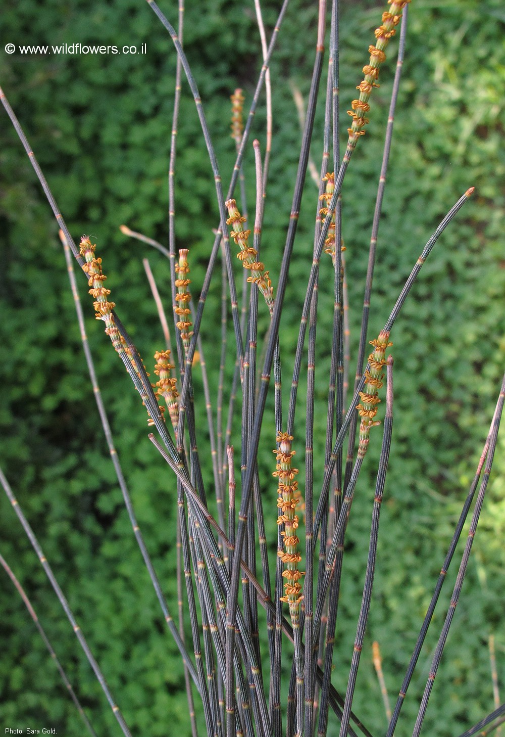 Allocasuarina verticillata