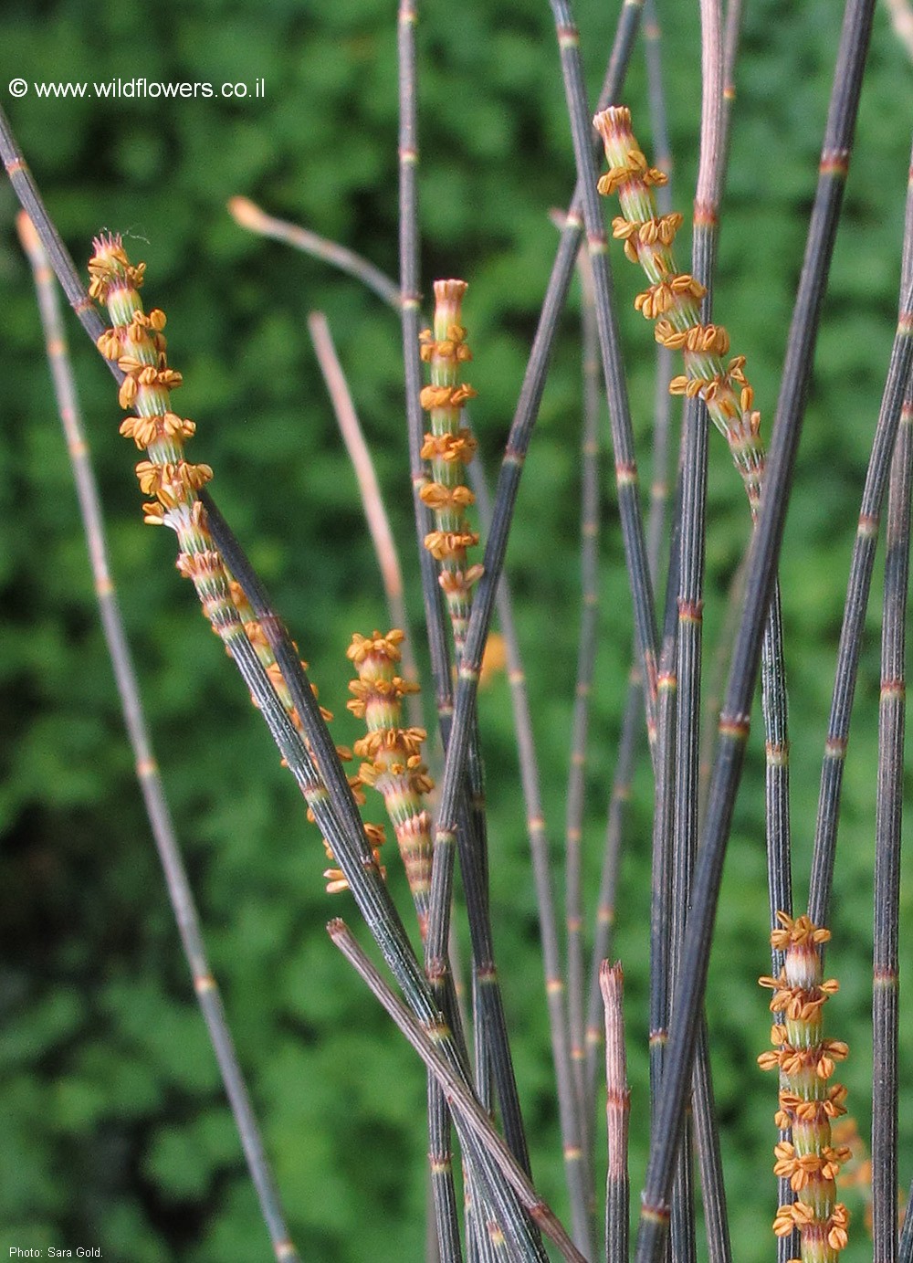 Allocasuarina verticillata
