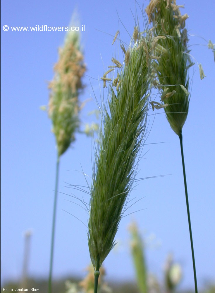 Alopecurus utriculatus