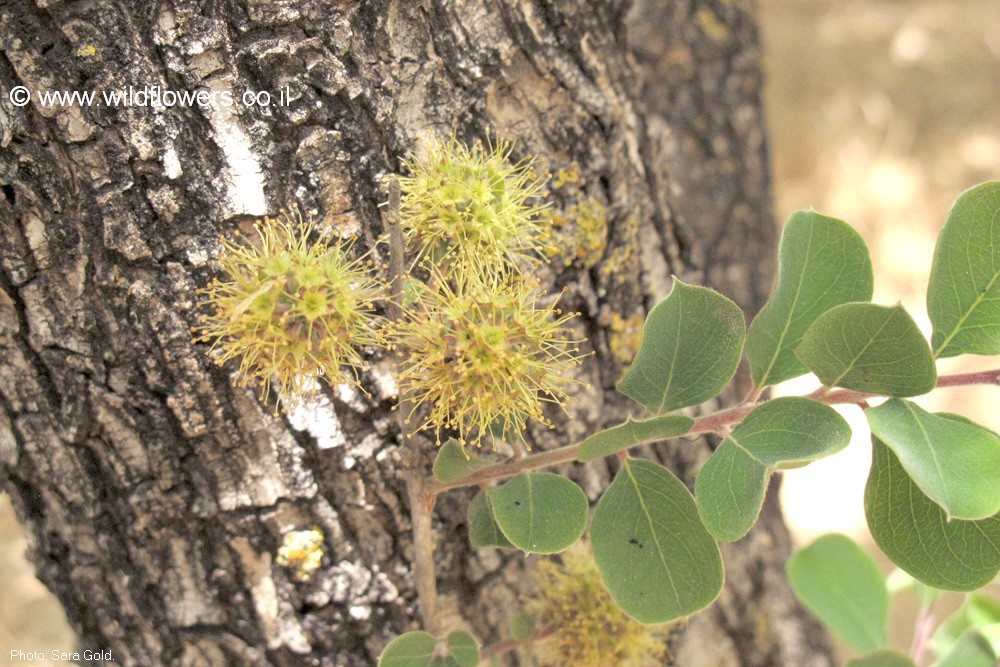 Anogeissus bentii