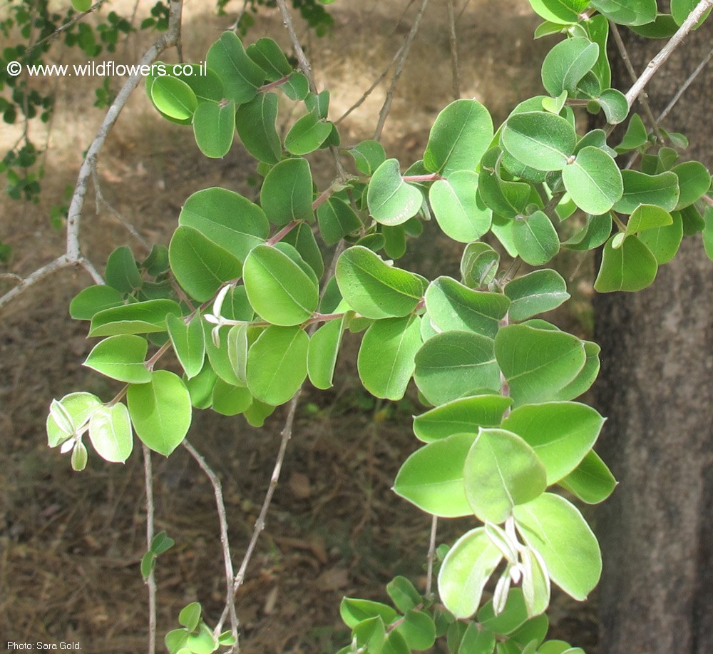 Anogeissus bentii