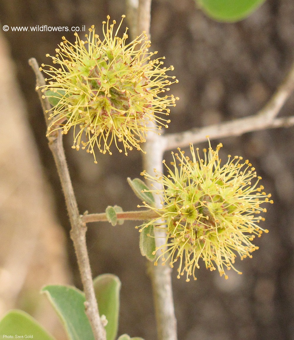 Anogeissus bentii