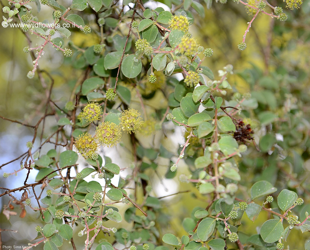 Anogeissus bentii