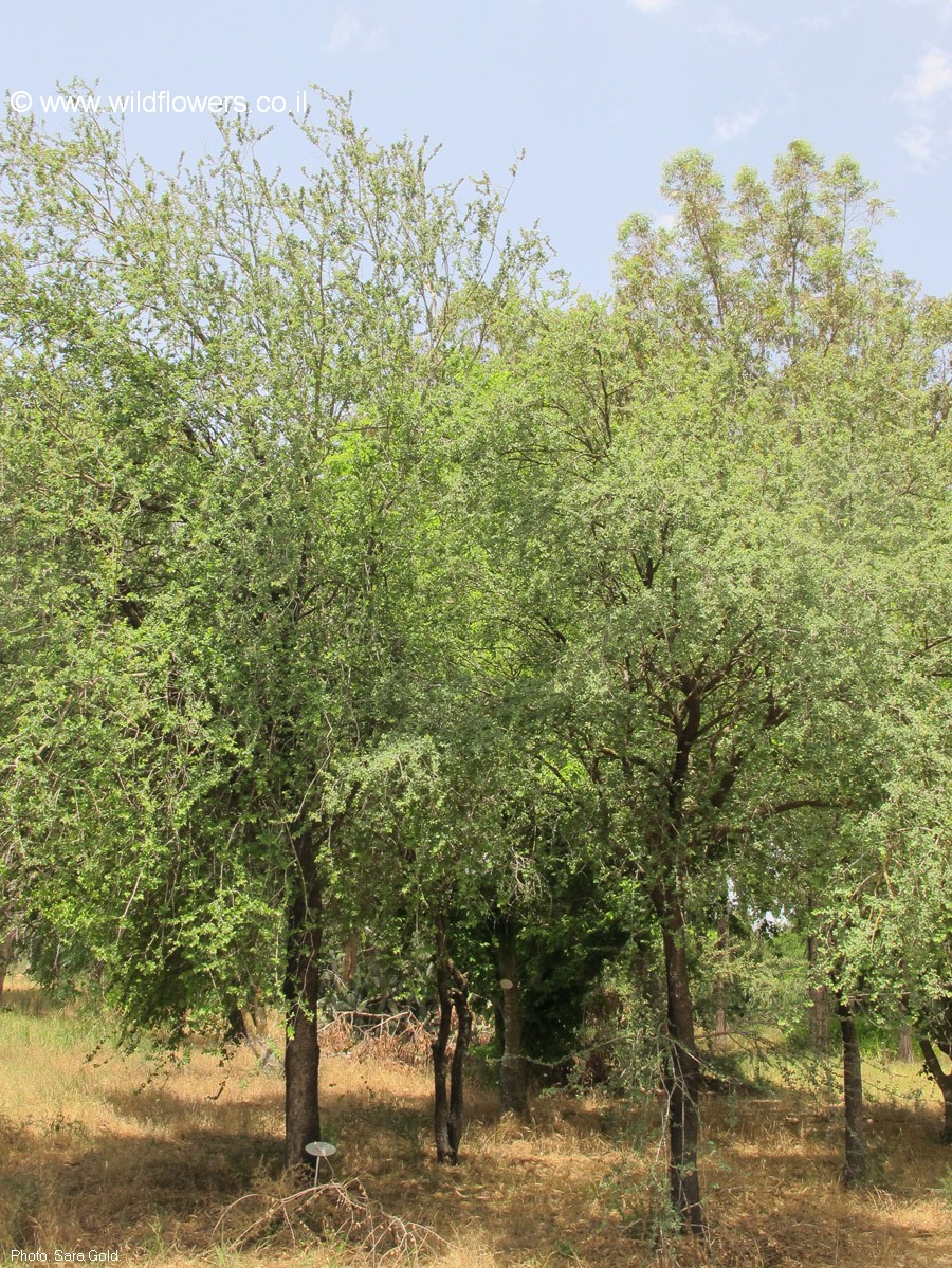 Anogeissus bentii