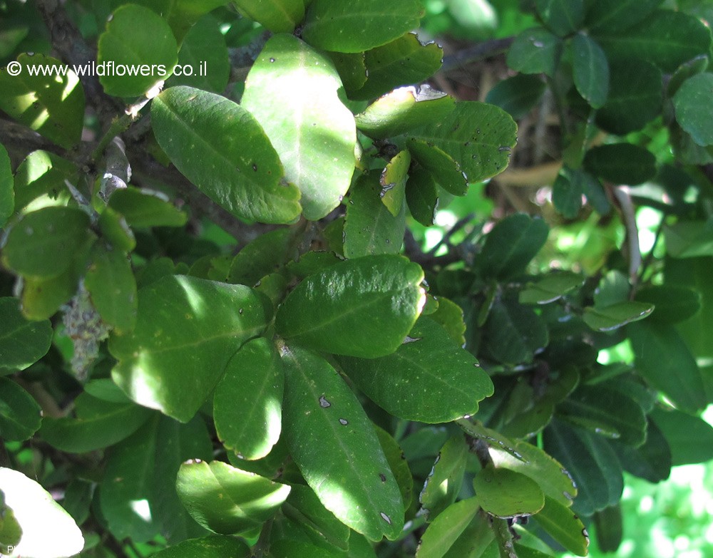 Atalantia buxifolia
