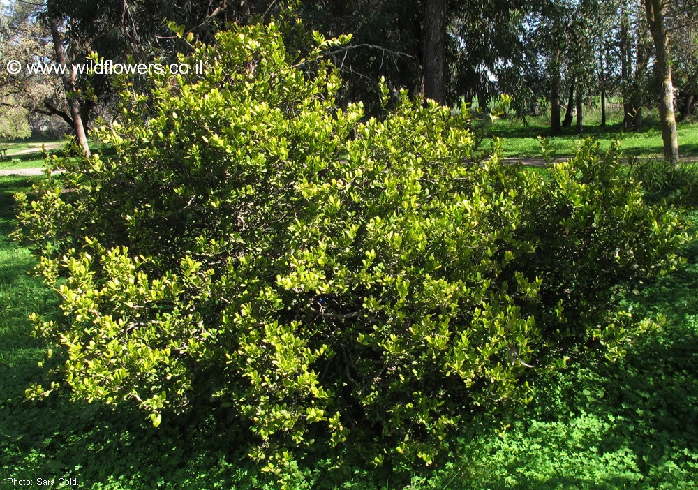 Atalantia buxifolia