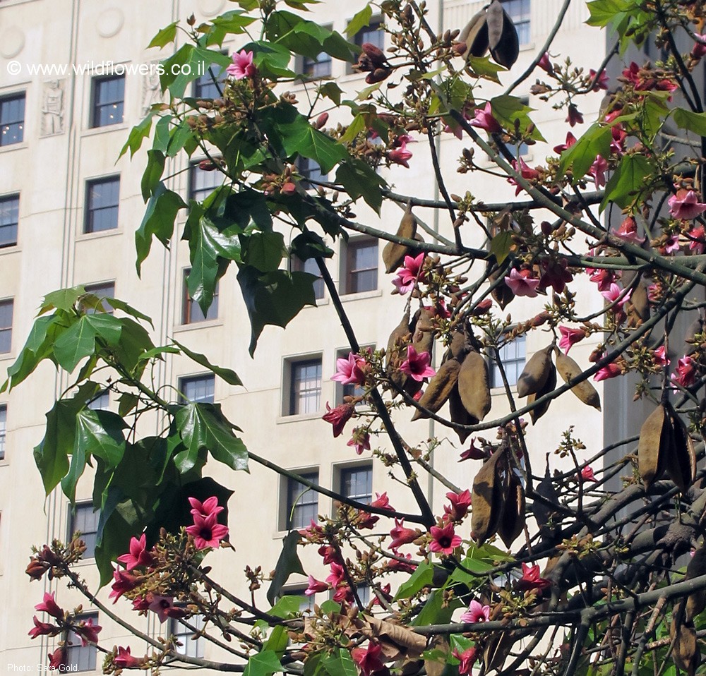 Brachychiton discolor