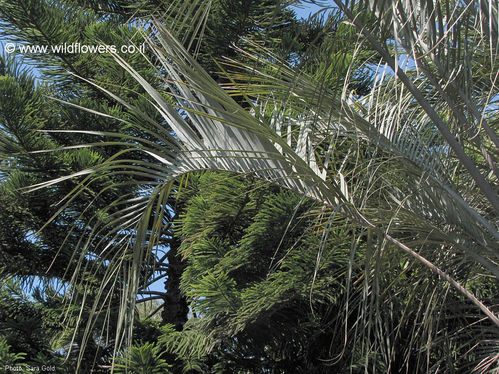 Butia capitata