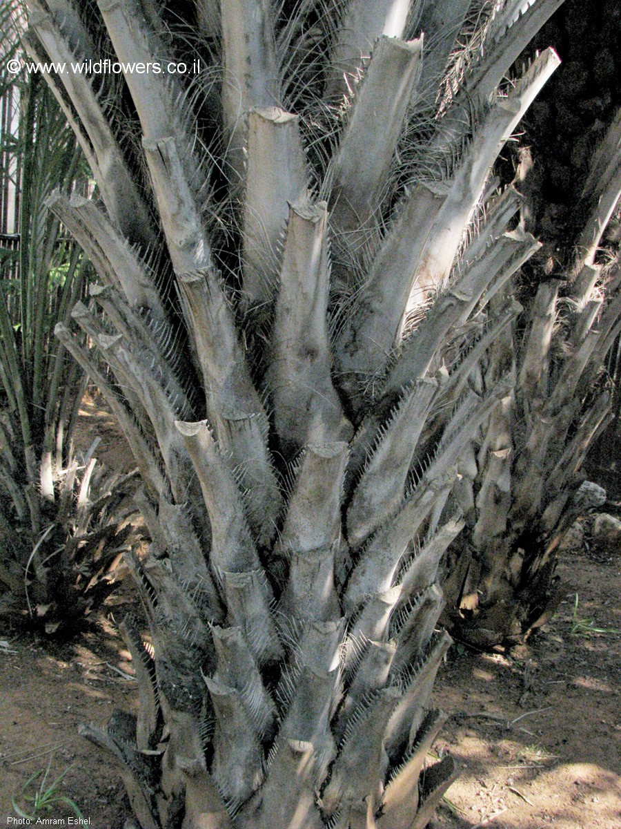 Butia capitata