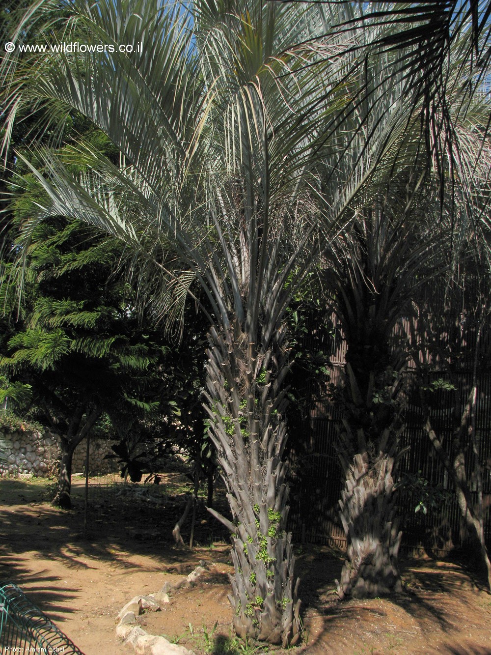 Butia capitata