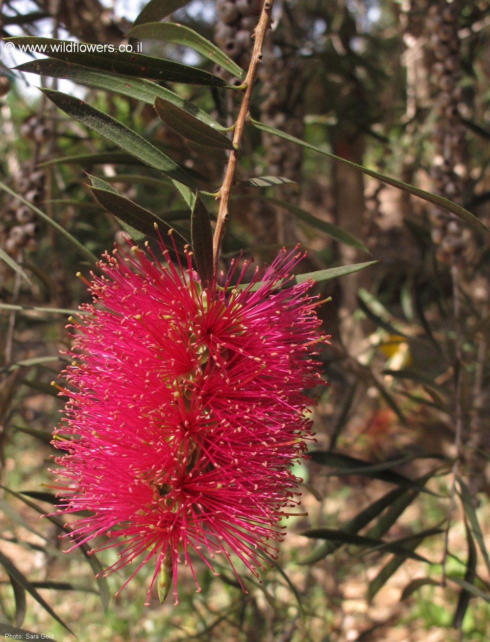 Callistemon coccineus