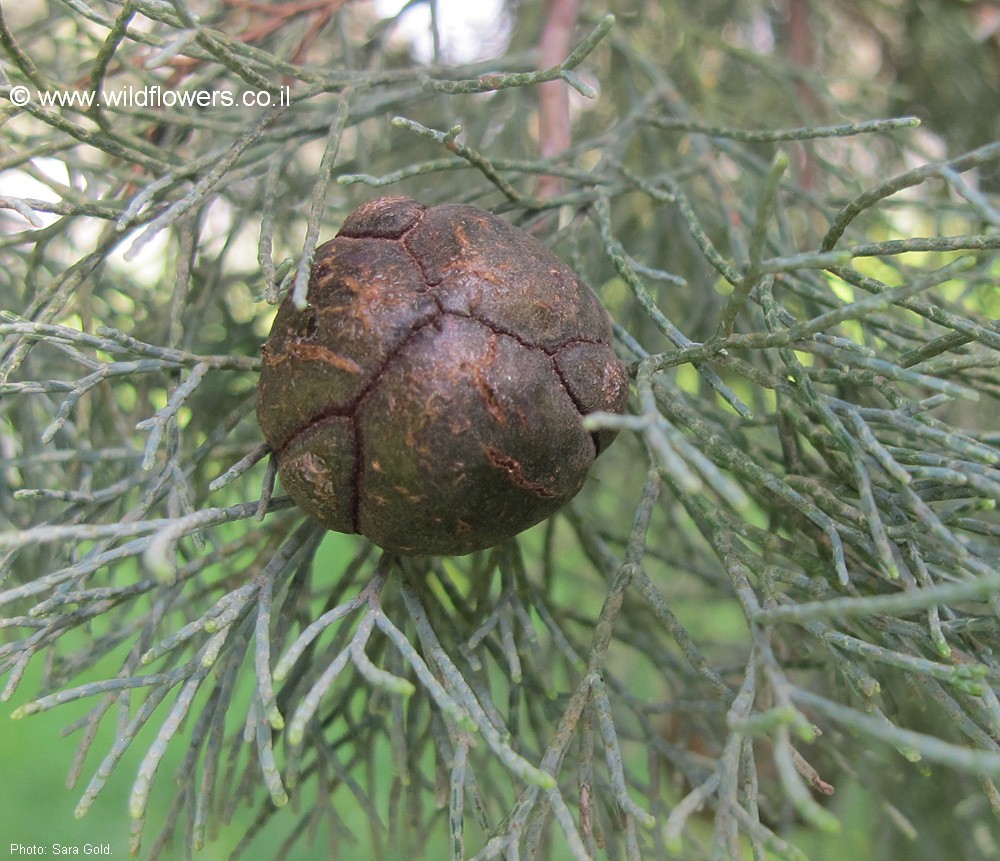 Callitris columellaris