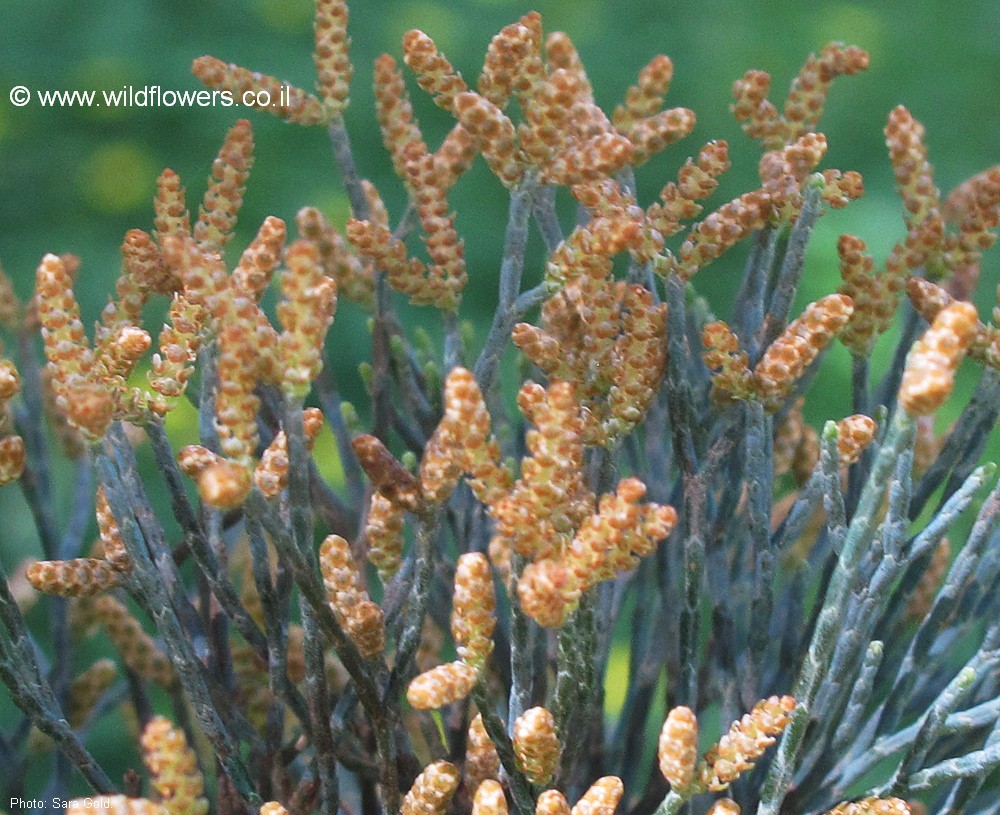 Callitris columellaris