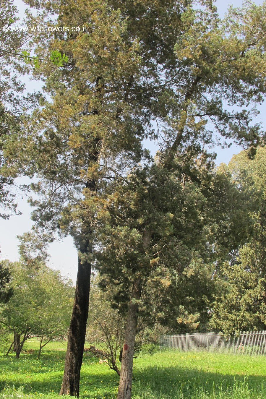 Callitris columellaris
