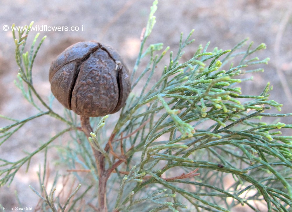 Callitris preissii
