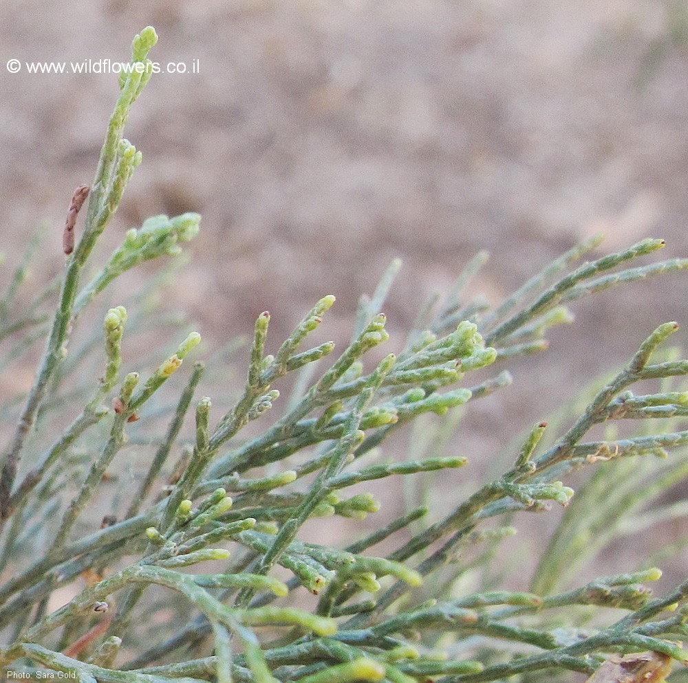 Callitris preissii