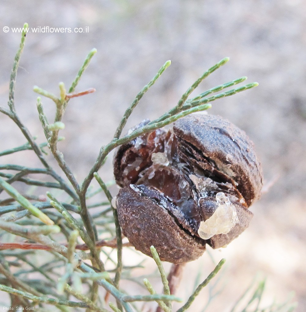 Callitris preissii