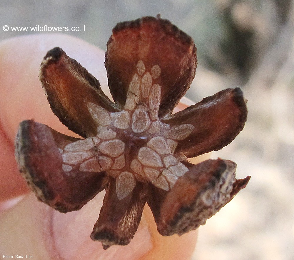Callitris preissii