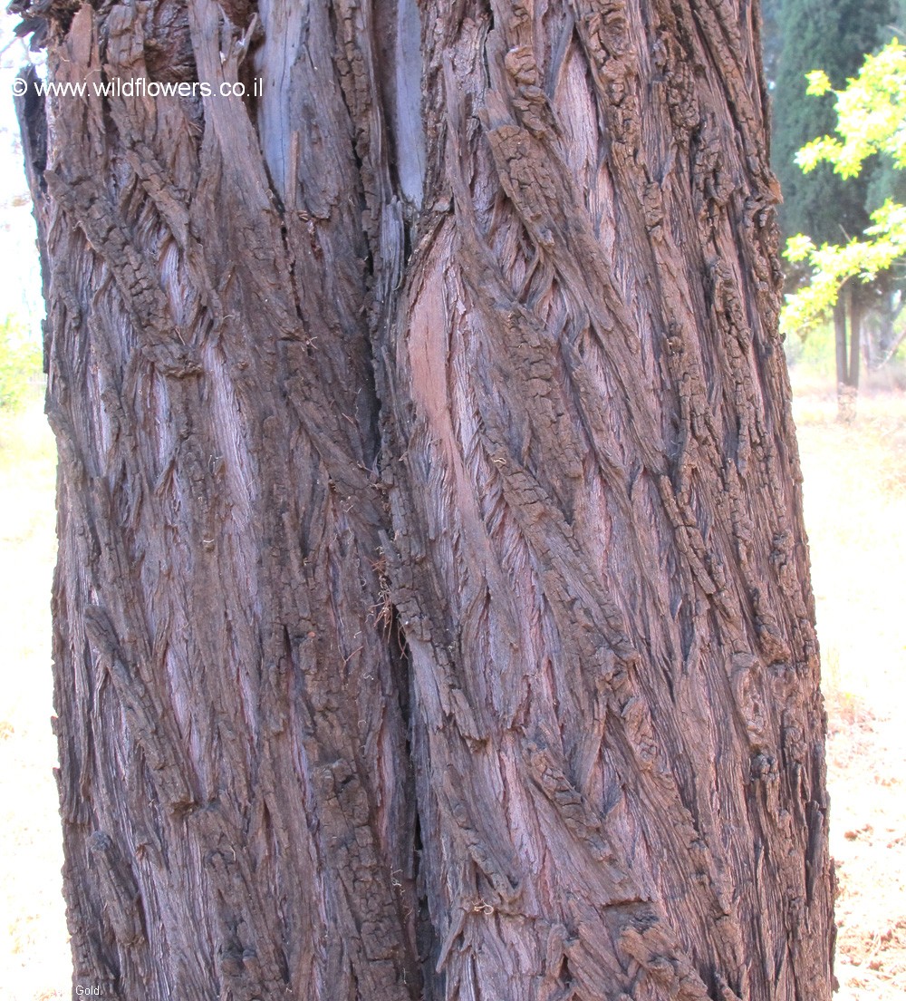 Callitris preissii