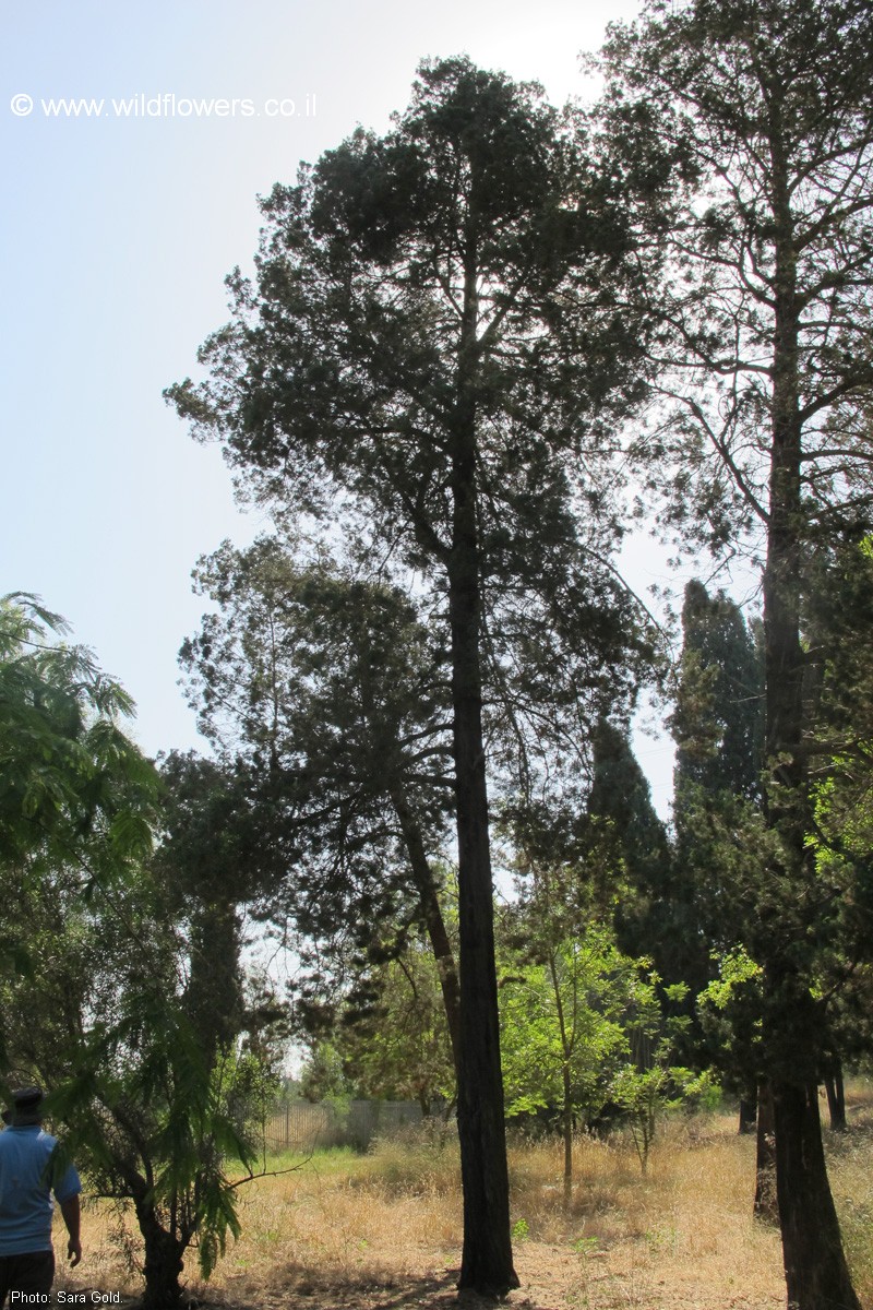 Callitris preissii
