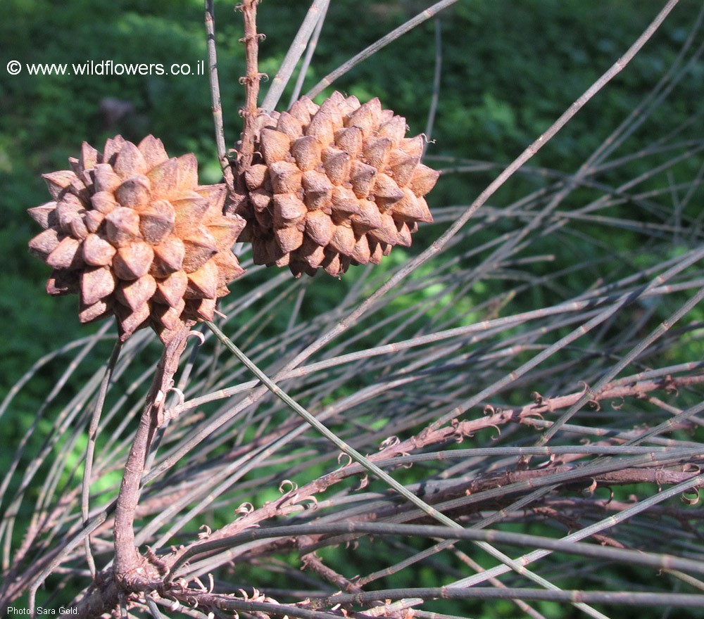 Casuarina cristata