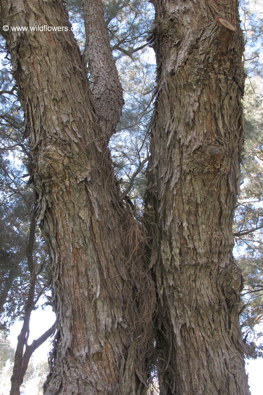 Casuarina equisetifolia