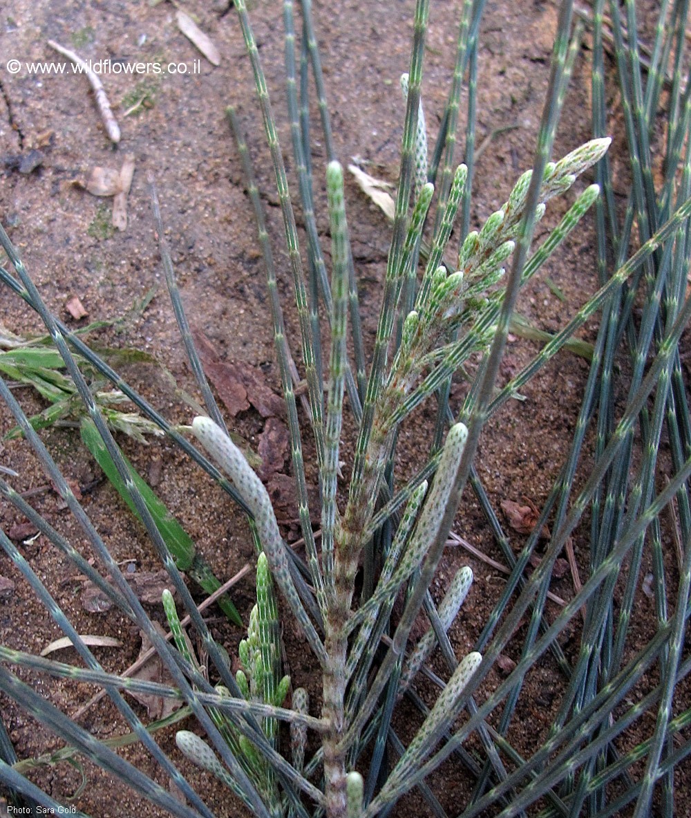 Casuarina equisetifolia