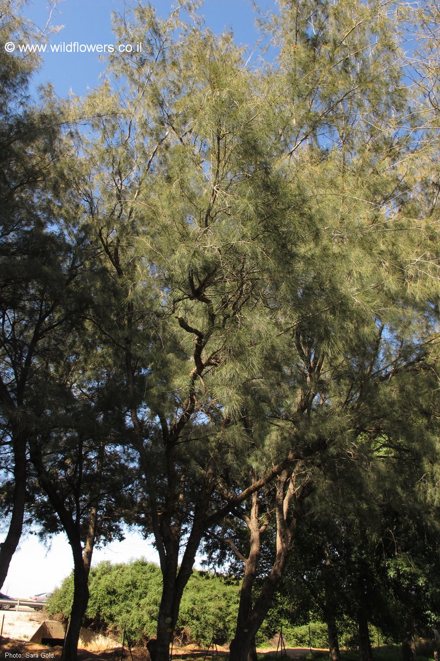 Casuarina equisetifolia