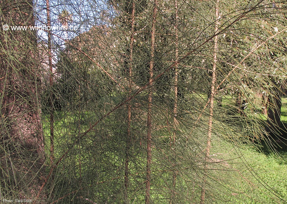 Casuarina glauca