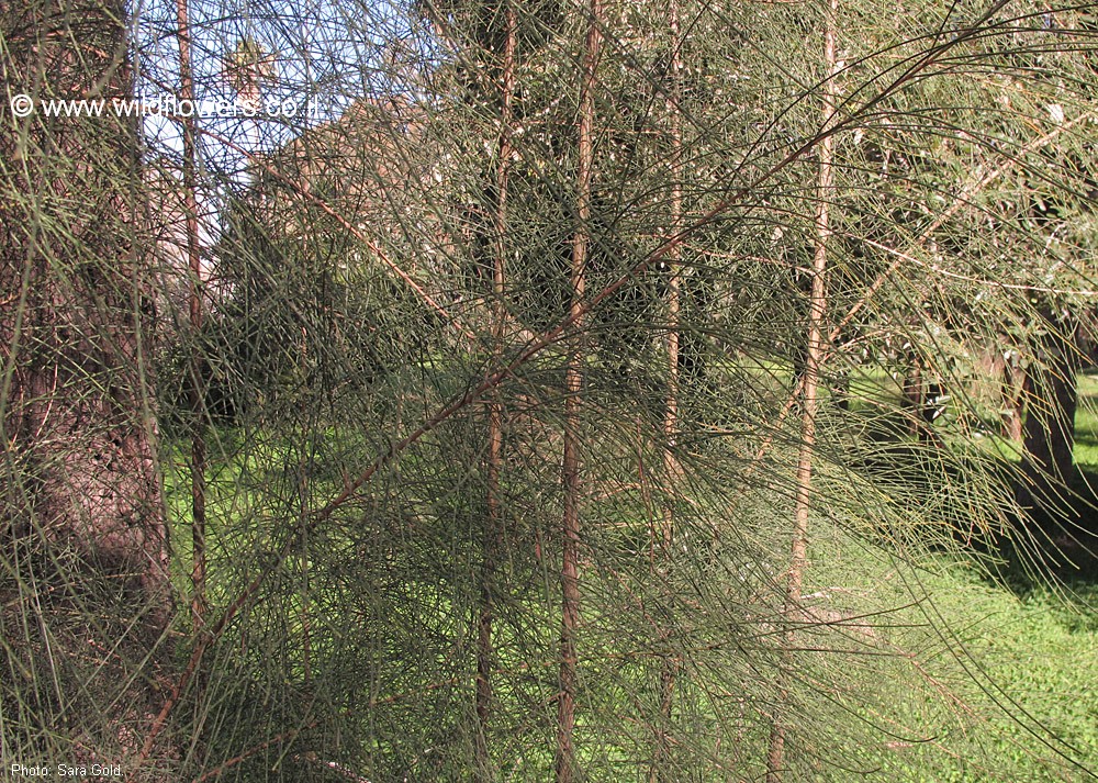 Casuarina glauca