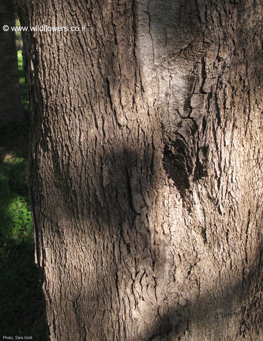 Casuarina glauca