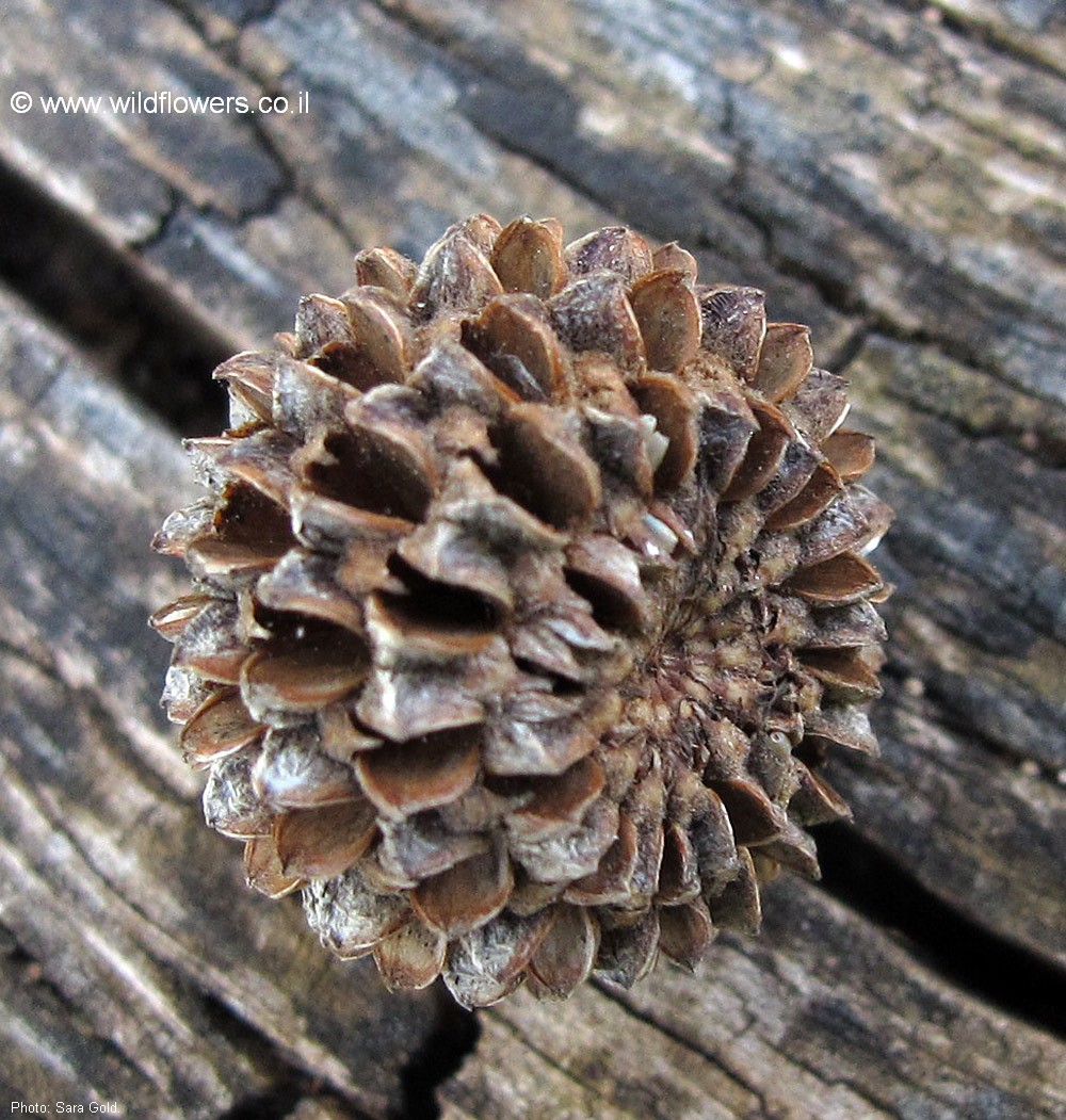 Casuarina glauca