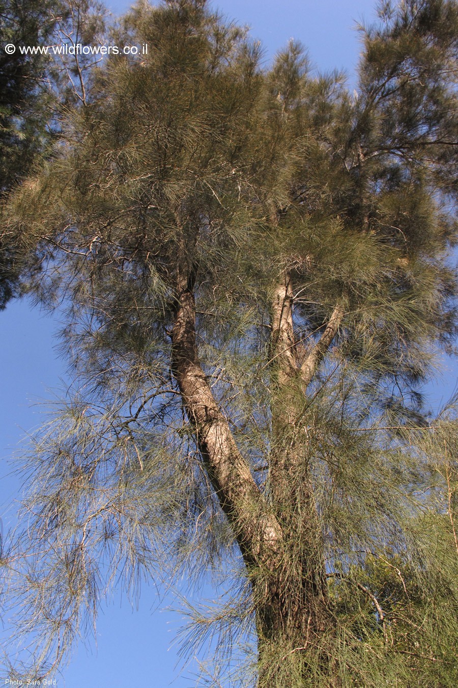 Casuarina glauca