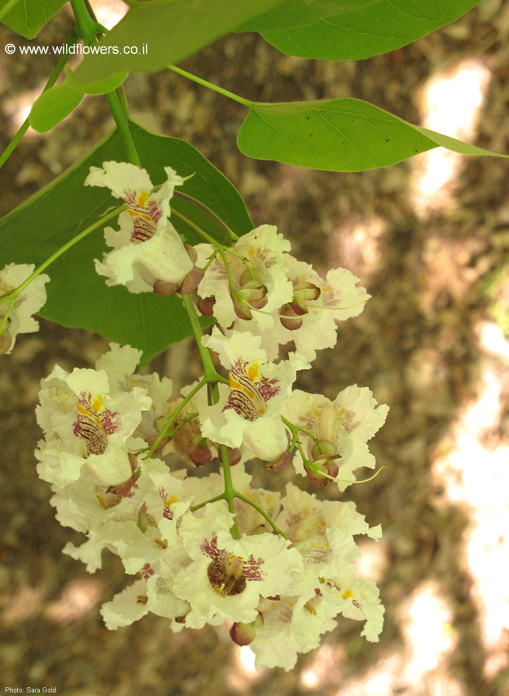 Catalpa bignonioides