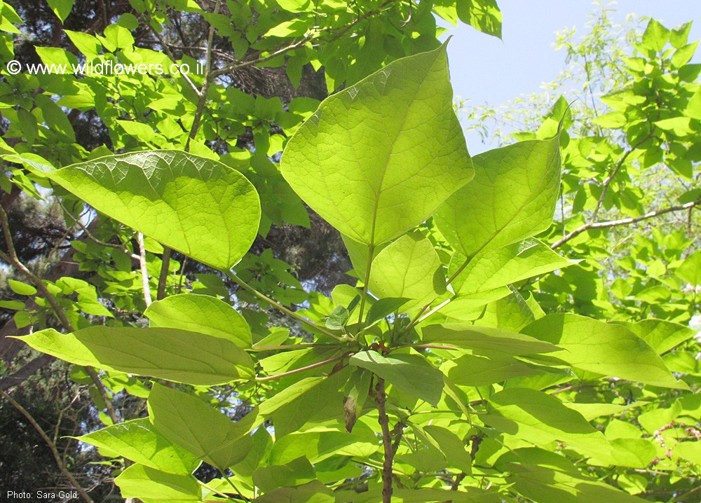 Catalpa bignonioides