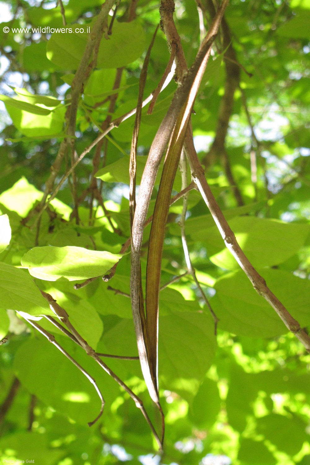 Catalpa bignonioides