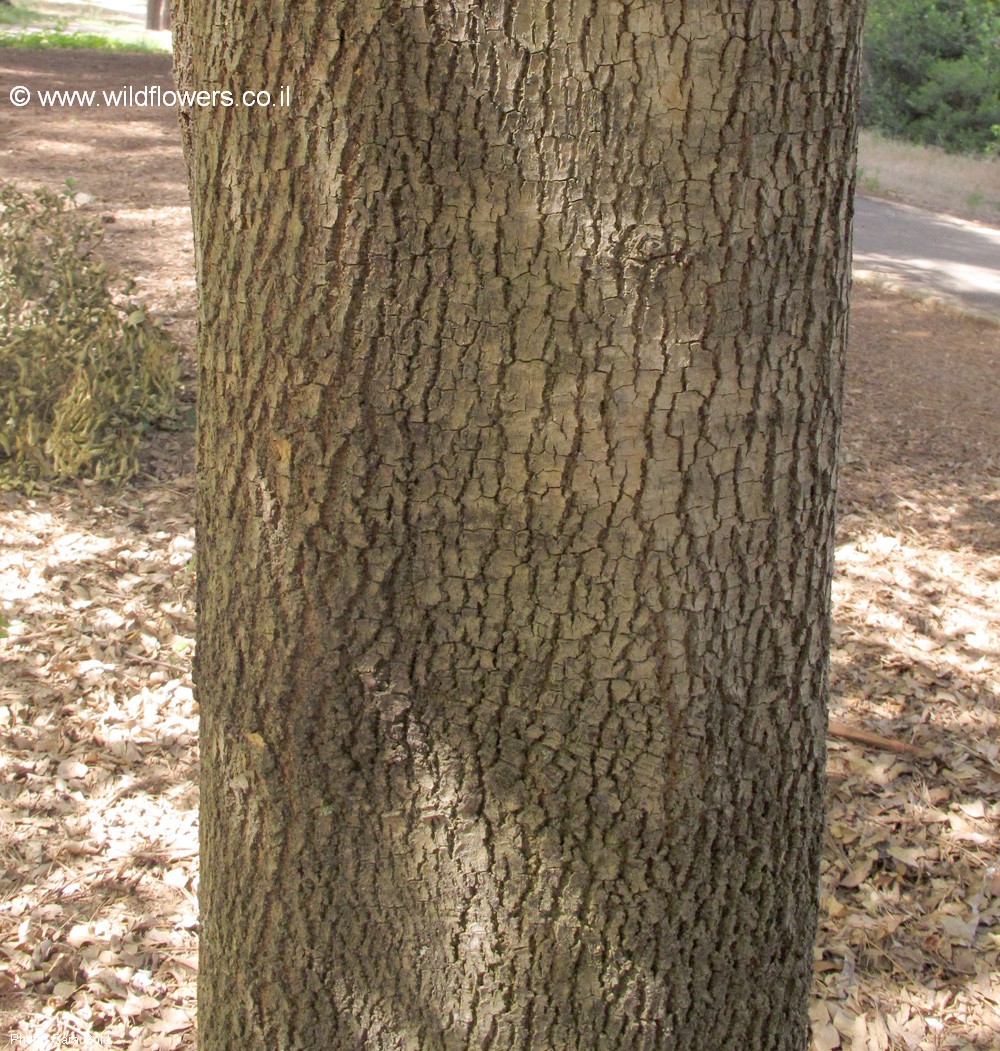Catalpa bignonioides