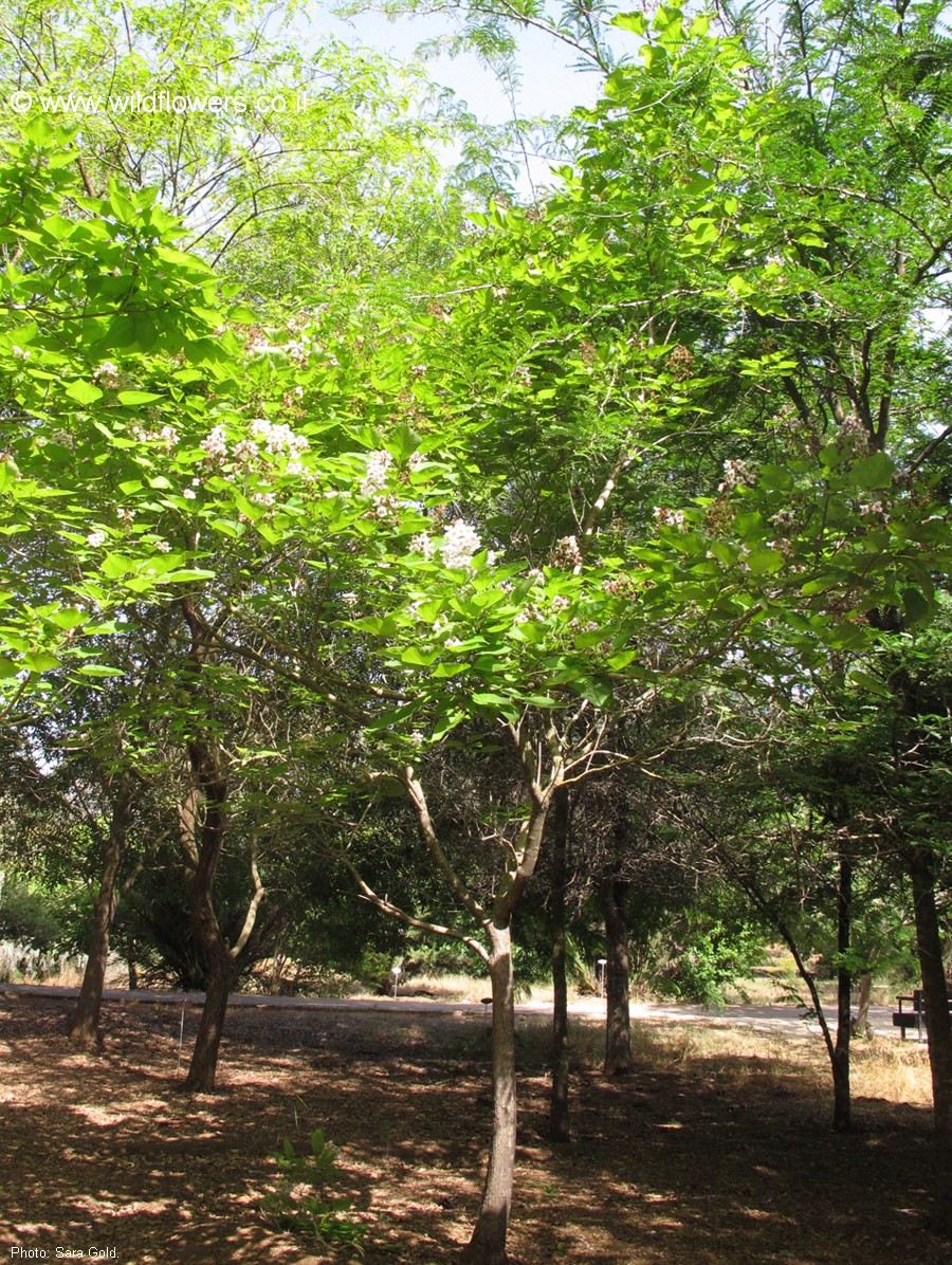 Catalpa bignonioides