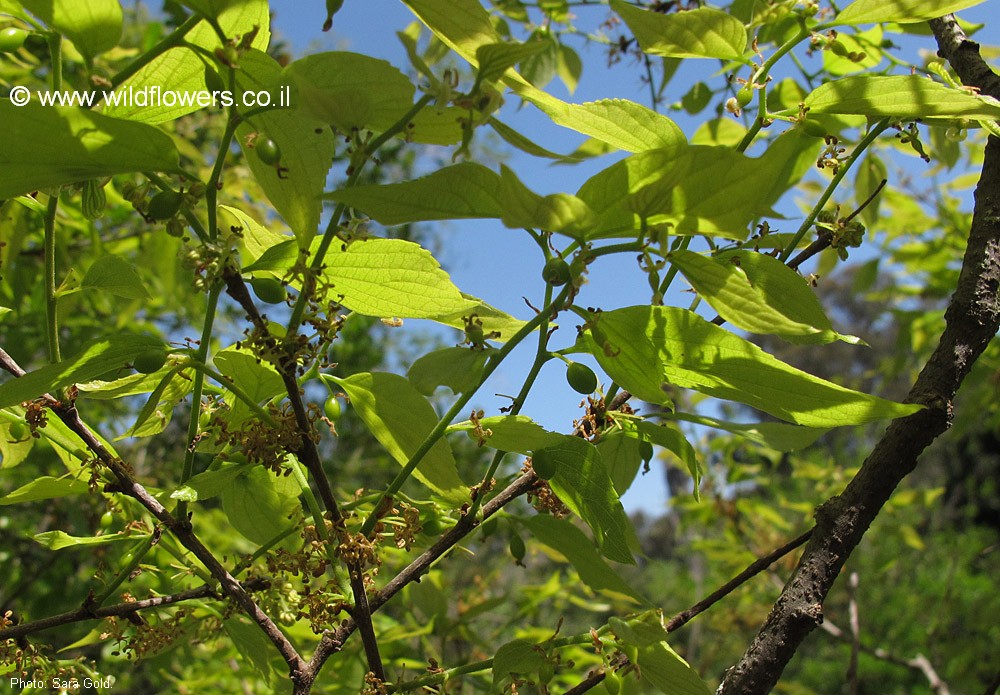 Celtis bungeana