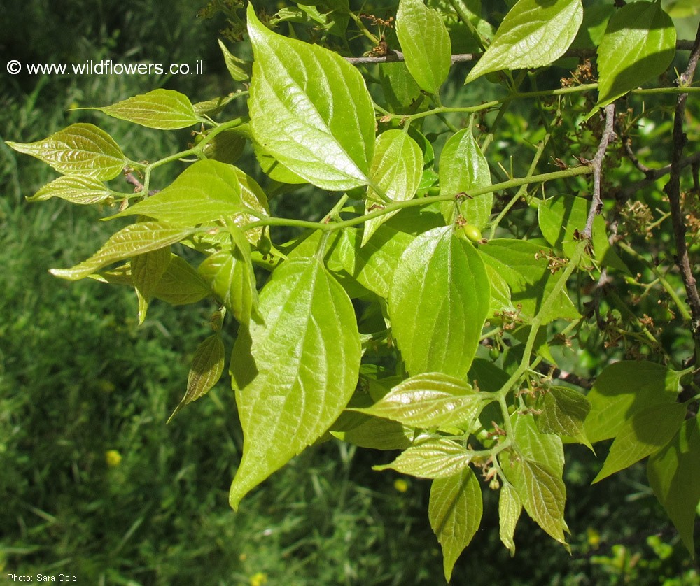 Celtis bungeana