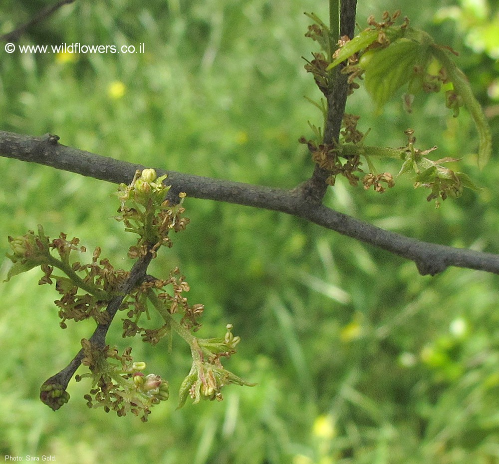 Celtis bungeana