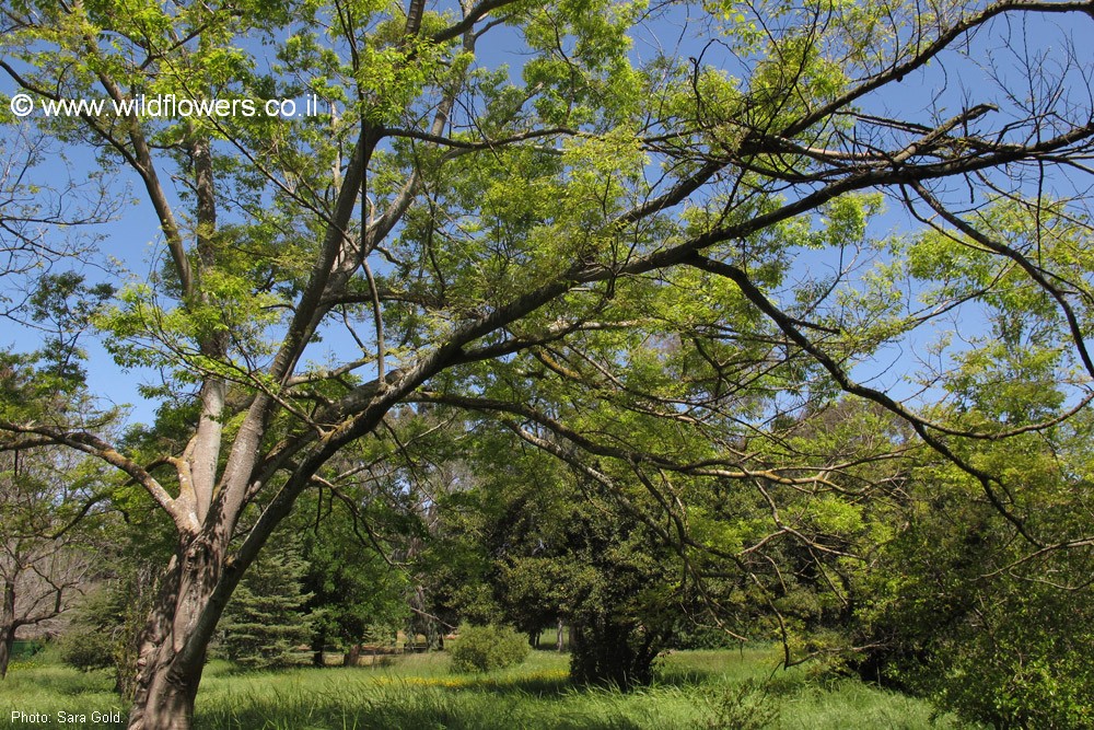 Celtis bungeana