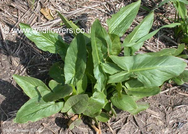 Arum hygrophilum