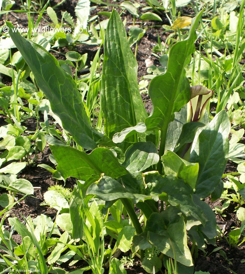 Arum hygrophilum