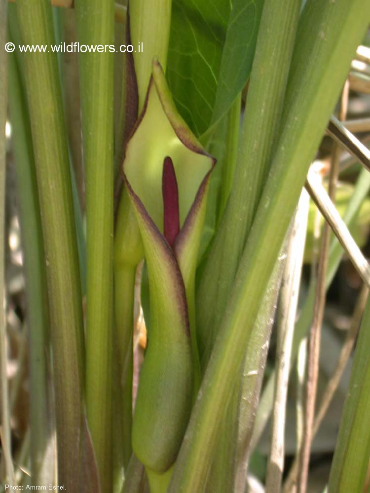 Arum hygrophilum